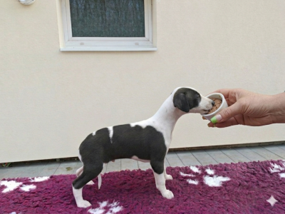 Les chiots de Whippet