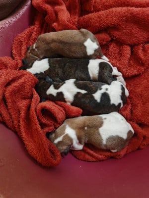 B...... - Whippet