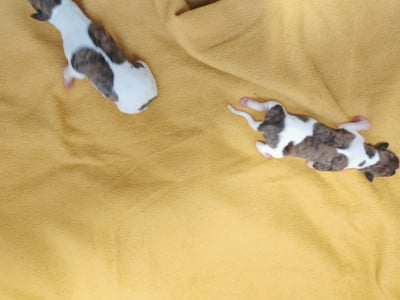 Whippet