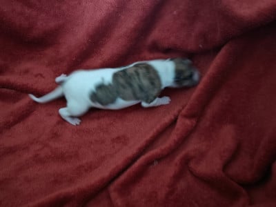 Les chiots de Whippet
