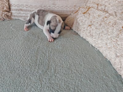 Les chiots de Whippet