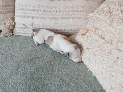 Les chiots de Whippet