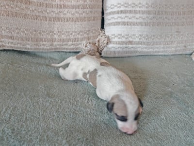 Les chiots de Whippet