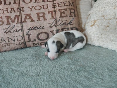 Les chiots de Whippet