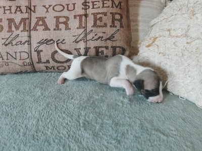 Les chiots de Whippet