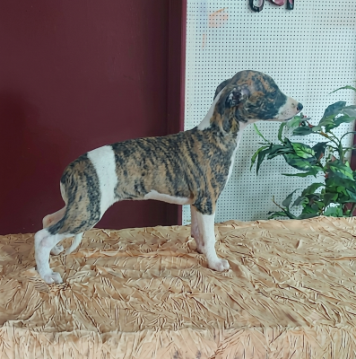 Les chiots de Whippet