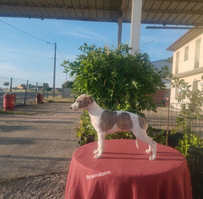 Les chiots de Whippet