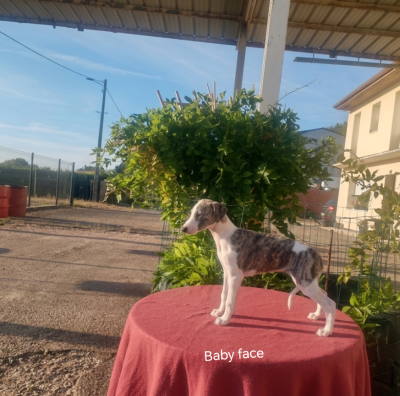 Les chiots de Whippet