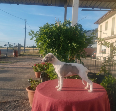 Les chiots de Whippet