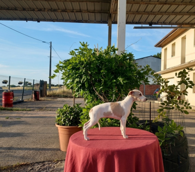 Les chiots de Whippet