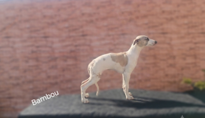Whippet