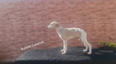 Bubble Caramel - Whippet