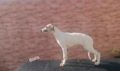 Boris - Whippet