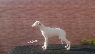Broadway - Whippet