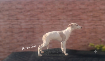Les chiots de Whippet