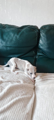 Les chiots de Whippet