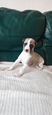 Les chiots de Whippet