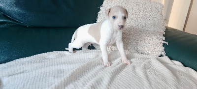 Les chiots de Whippet