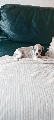 Les chiots de Whippet