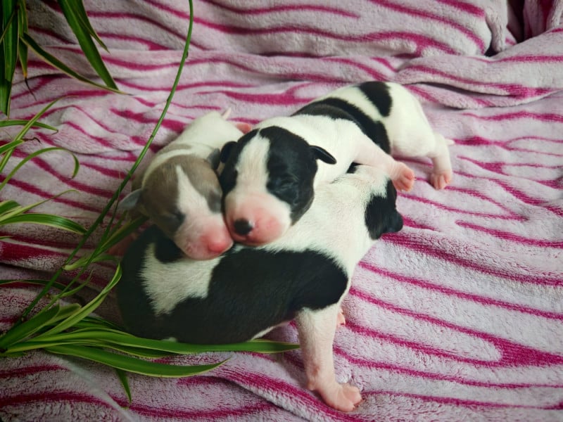 Whippet - the New Life Des Collines Noires