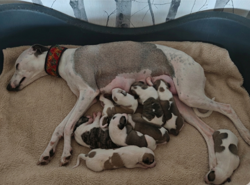 Whippet - the New Life Des Collines Noires