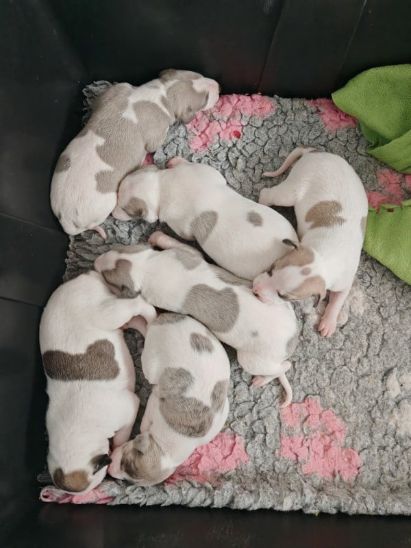 Whippet - the New Life Des Collines Noires