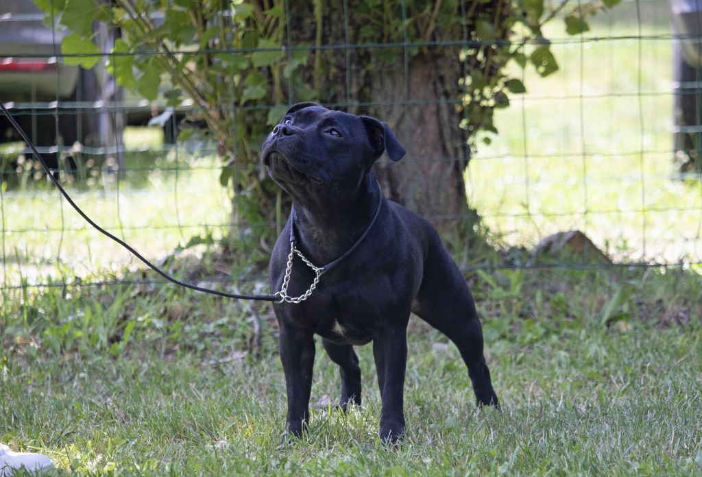 CH. Bullspirit Ready to strike - 2e ex - RCACCJ