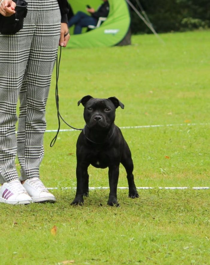 CH. Bullspirit Ready to strike - 2ème exc RJCAC VDH - RJCAC club