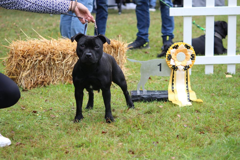 CH. Bullspirit Ready to strike - 1ère JCAC VDH - JCAC Club - BOJ - meilleure femelle & BO