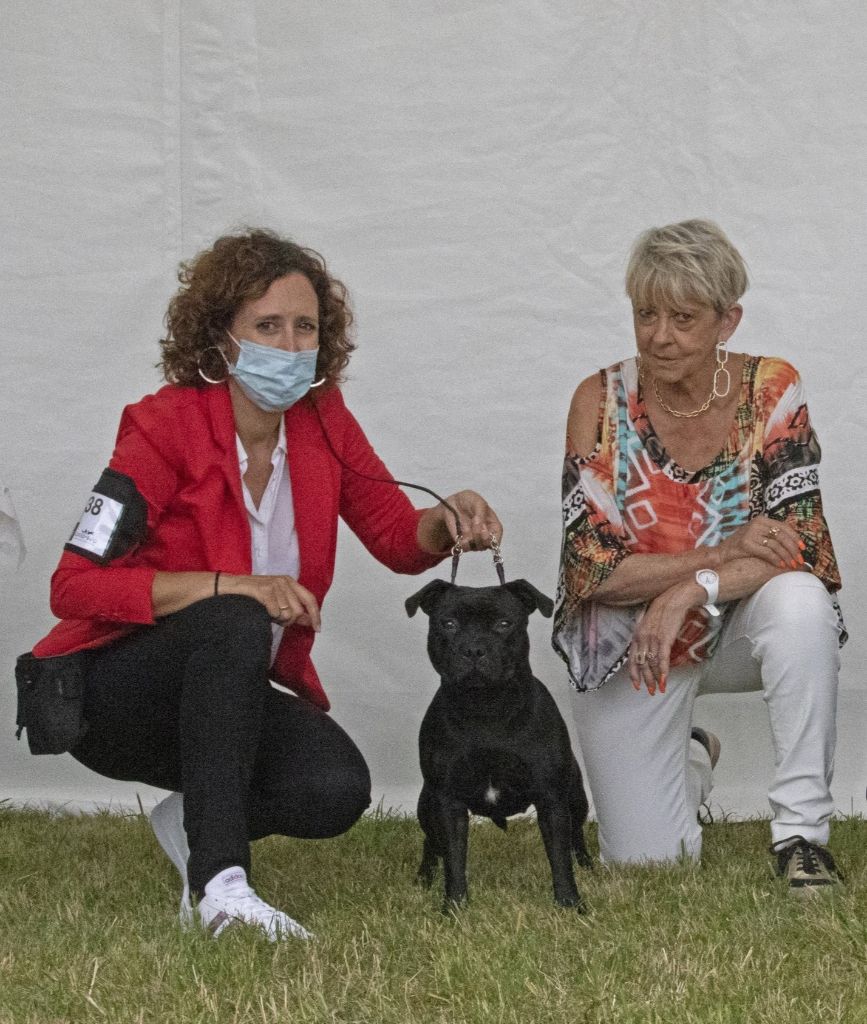 CH. Bullspirit Ready to strike - Meilleure jeune