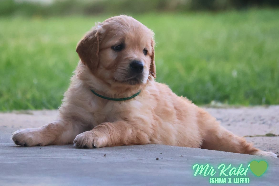 Mr Kaki - Golden Retriever
