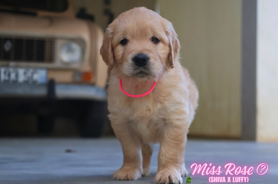 Miss Rose - Golden Retriever