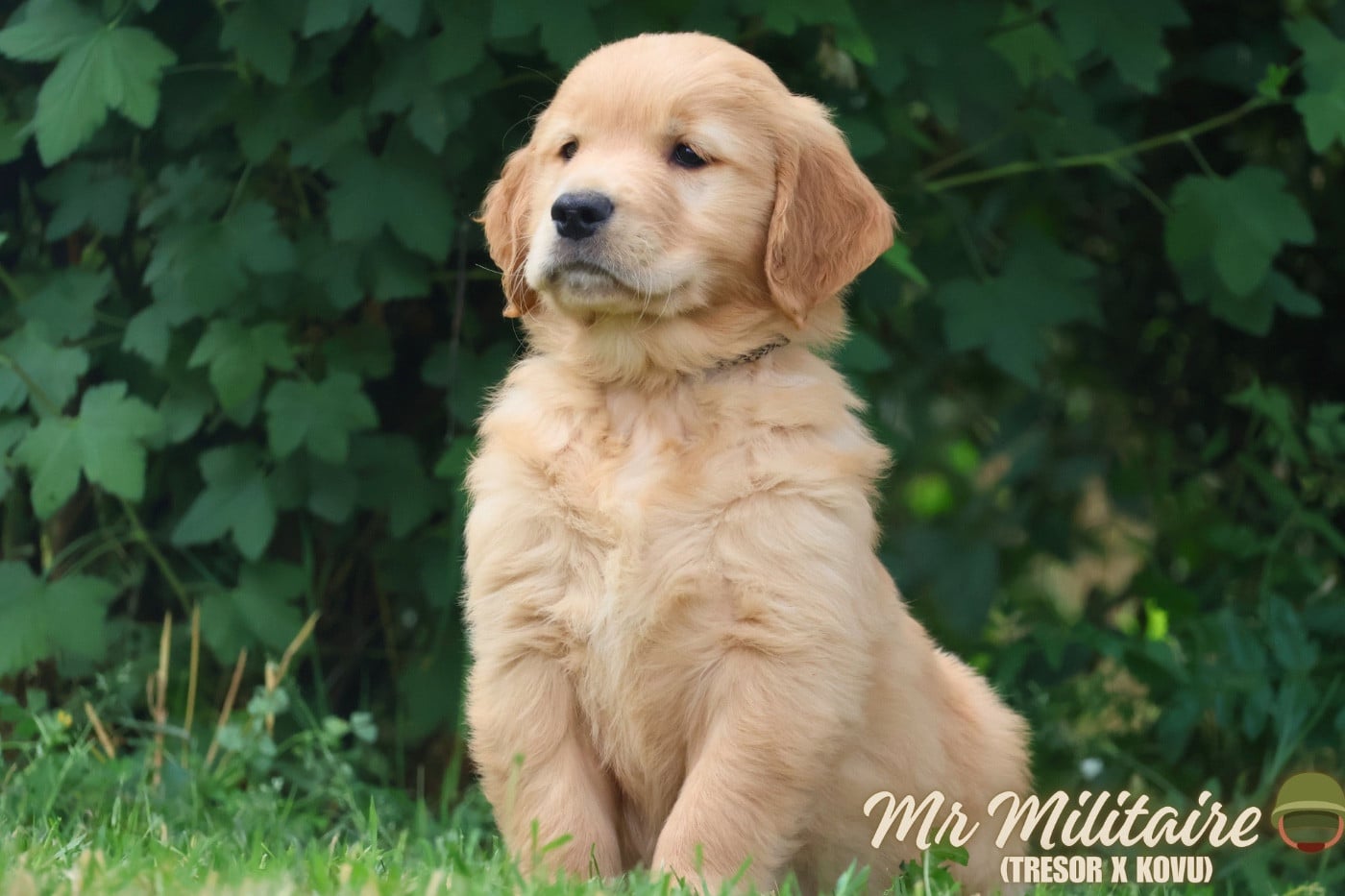 Golden Retriever - De La Vallée Des Golden D'Or