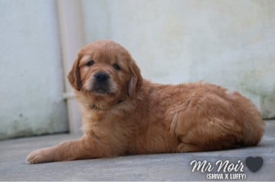 Les chiots de Golden Retriever