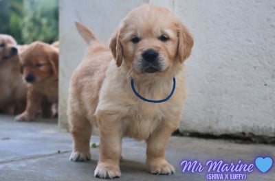Les chiots de Golden Retriever