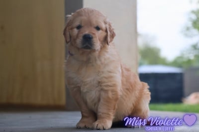 Les chiots de Golden Retriever