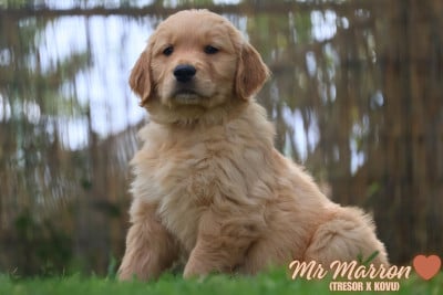 Les chiots de Golden Retriever