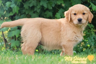Les chiots de Golden Retriever
