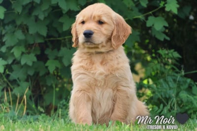 Les chiots de Golden Retriever