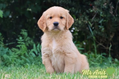 Les chiots de Golden Retriever