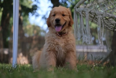 Les chiots de Golden Retriever