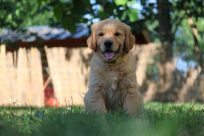 Les chiots de Golden Retriever