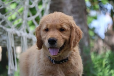 Les chiots de Golden Retriever