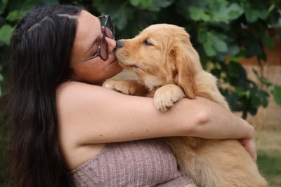 Les chiots de Golden Retriever