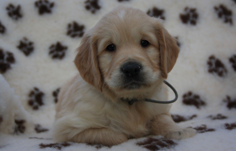 Chiot Golden Retriever - MR GRIS De La Vall??e Des Golden D'Or