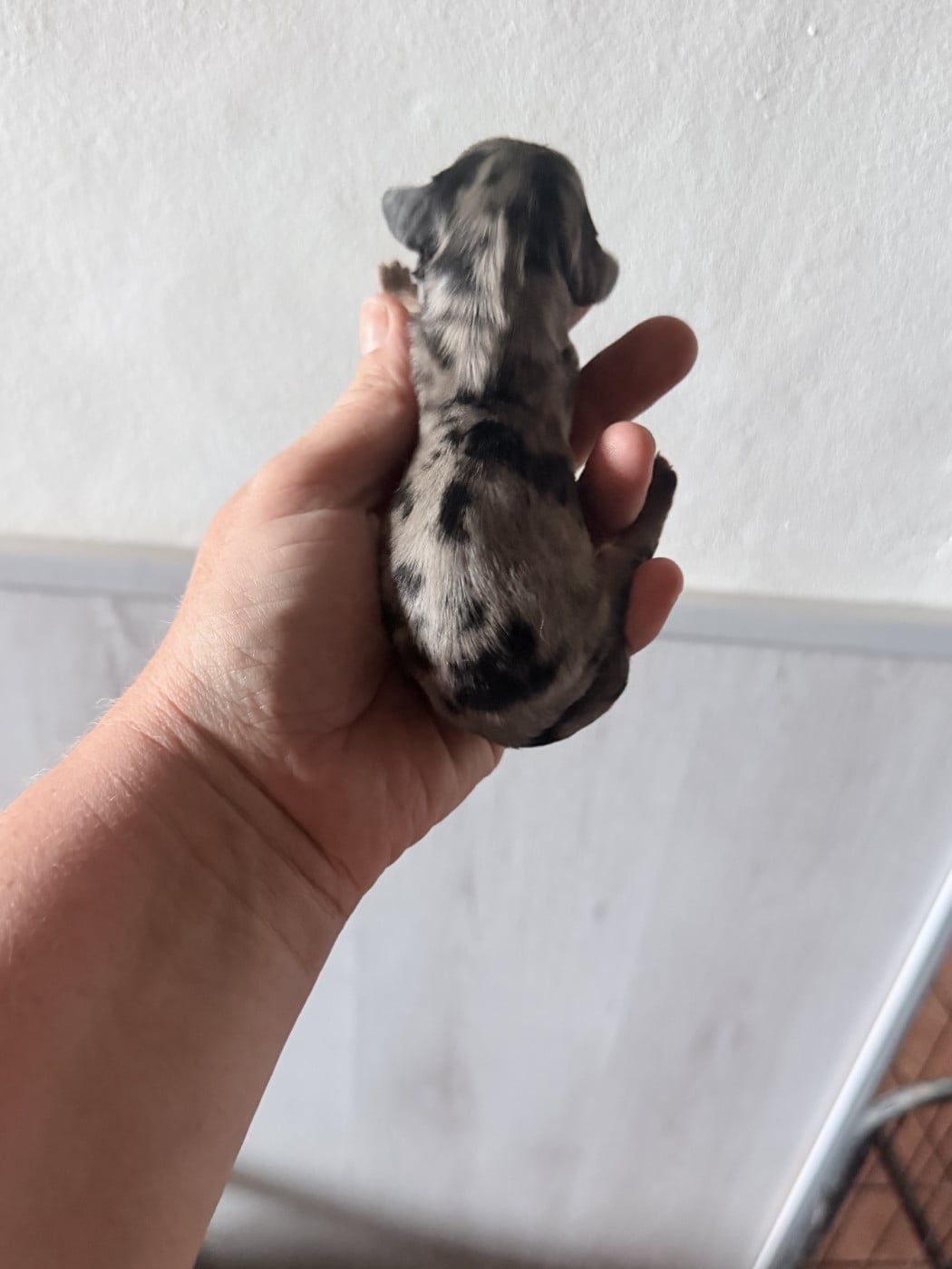 B - Teckel poil long