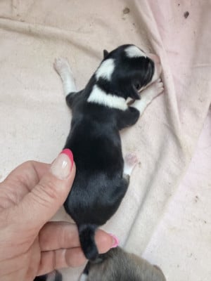 Les chiots de Welsh Corgi Pembroke