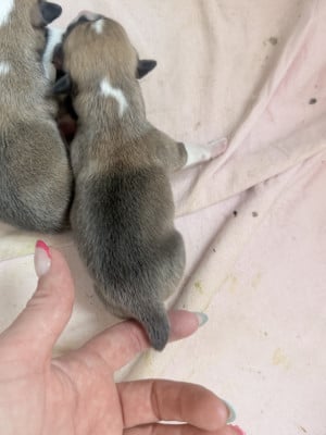 Les chiots de Welsh Corgi Pembroke