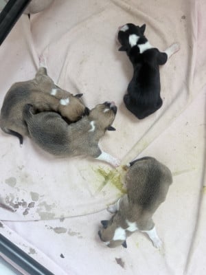Les chiots de Welsh Corgi Pembroke