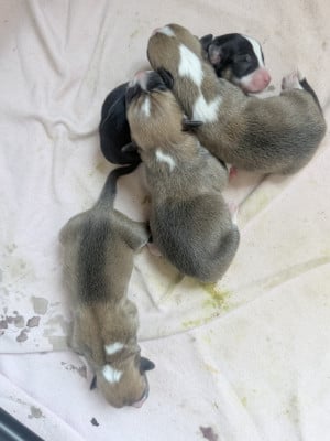 Les chiots de Welsh Corgi Pembroke